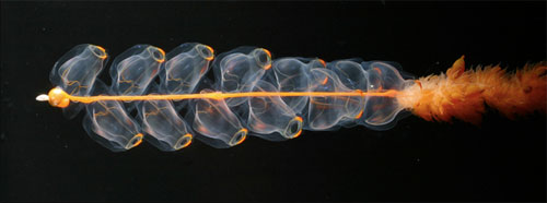 Icy Jellies